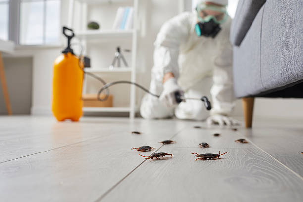Commercial Rodent Management in Carmel-by-the-Sea